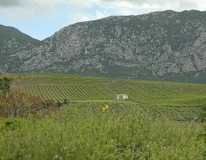 Languedoc-Roussillon - Vignoble de Maury -  