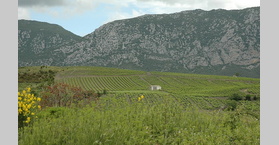 Languedoc-Roussillon - Vignoble de Maury -  