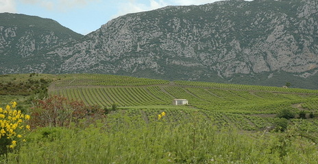 Languedoc-Roussillon - Vignoble de Maury - Languedoc-Roussillon - Vignoble de Maury -