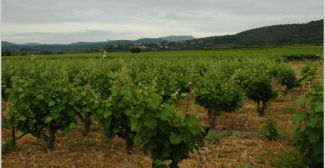 Vignoble A.O.C Languedoc - Terrasses du Larzac - Sols rouges sur calcaire oxydé - Vignoble A.O.C Languedoc - Terrasses du Larzac - Sols rouges sur calcaire oxydé -
