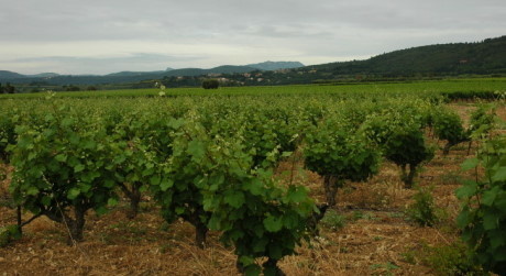 Vignoble A.O.C Languedoc - Terrasses du Larzac - Sols rouges sur calcaire oxydé -