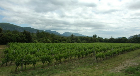 Vignoble du Roussillon à Caudiès-de-Fenouillèdes -