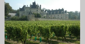 Loire - Anjou-Saumur - Vignoble du Château de Brézé.
