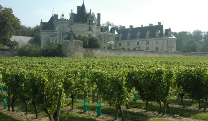 Loire - Anjou-Saumur -  Vignoble du Château de Brézé 