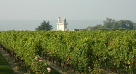 Vignobles Couly-Dutheil surplombant le Château de Chinon
