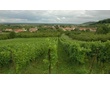 Lorraine - Côtes de Meuse - Le vignoble à Billy-sous-les-Côtes.