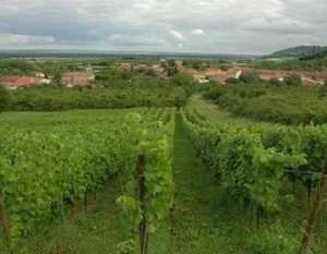 Lorraine - Côtes de Meuse - Le vignoble à Billy-sous-les-Côtes.