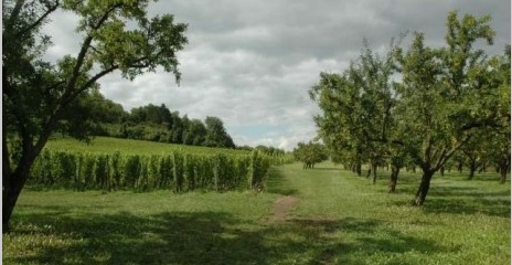 Combres-sous-les-Côtes, Domaine de Muzy, Vignobles et Mirabelliers Combres-sous-les-Côtes, Domaine de Muzy, Vignobles et Mirabelliers