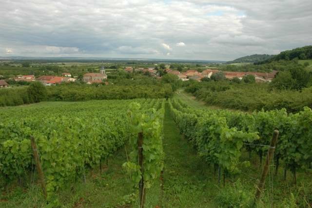 Lorraine - Côtes de Meuse - Le vignoble à Billy-sous-les-Côtes 