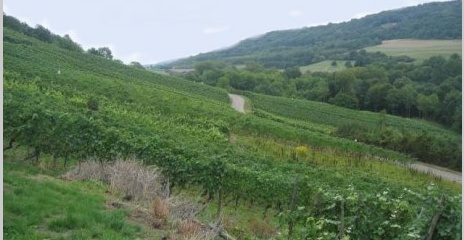 Vignoble de Contz-Les-Bains Vignoble de Contz-Les-Bains