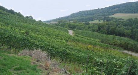 Vignoble de Contz-Les-Bains