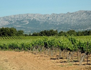Provence - Vignobles des Côtes de Provence à Pourrières - Montagne Sainte-Victoire en fond.