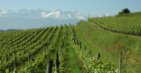 Vignoble d'Apremont avec au loin les sommets enneigés du massif de Belledonne.