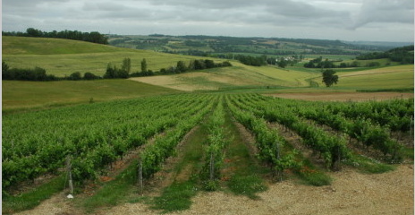 Auvillar - Vignobles du Bruhlois - © M.CRIVELLARO Auvillar - Vignobles du Bruhlois - © M.CRIVELLARO