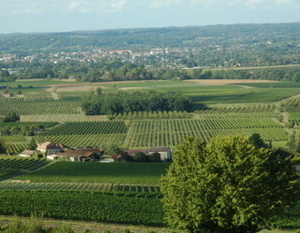 Vue du vignoble de Bergerac depuis le château de Montbazillac - © M.CRIVELLARO