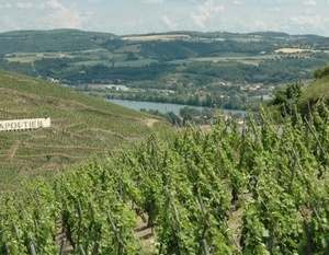 Vallée du Rhône - Vignoble de Côte-Rôtie surplombant le Rhône sur les hauteurs du village d'Ampuis.