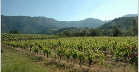 Vignoble du Diois au pied des massifs des Pré-alpes. Vignoble du Diois au pied des massifs des Pré-alpes.