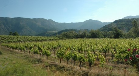 Vignoble du Diois au pied des massifs des Pré-alpes. Vignoble du Diois au pied des massifs des Pré-alpes.