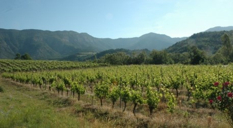 Vignoble du Diois au pied des massifs des Pré-alpes.