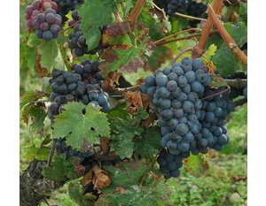 Cabernet franc -  © M.CRIVELLARO