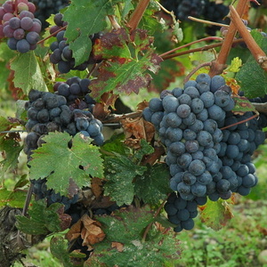 Cabernet franc -  © M.CRIVELLARO