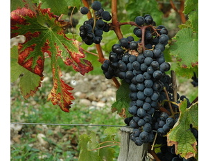 Cabernet sauvignon -  © M.CRIVELLAROO