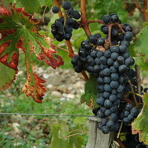 Cabernet sauvignon -  © M.CRIVELLAROO