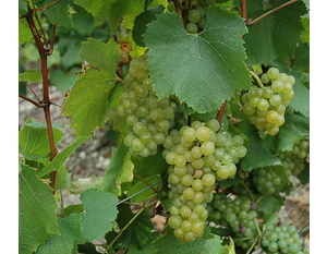 Chardonnay - © M.CRIVELLARO