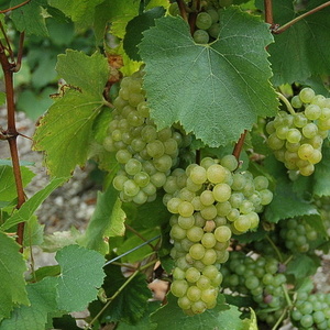 Chardonnay - © M.CRIVELLARO