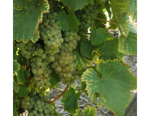 Chenin  - © M.CRIVELLARO