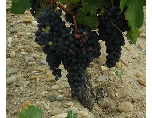 Merlot -  © M.CRIVELLARO