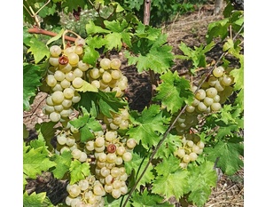 Muscat blanc à petis grains - © M.CRIVELLARO