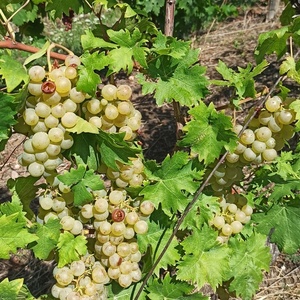 Muscat blanc à petis grains - © M.CRIVELLARO