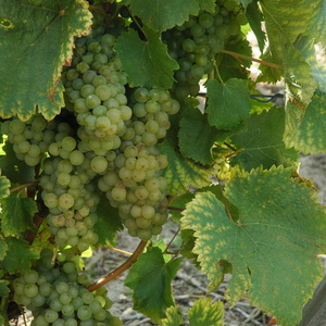 Chenin blanc ou Pineau de la Loire -  © M.CRIVELLARO 