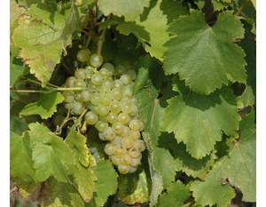 Sauvignon - © M.CRIVELLARO