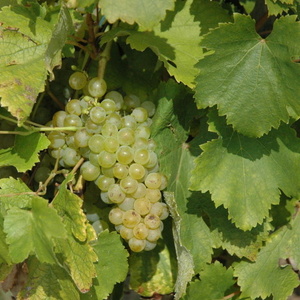 Sauvignon - © M.CRIVELLARO