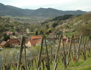 Le Massif des Vosges et la Plaine d'Alsace - Histoire géologique