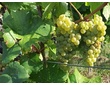 Pinot blanc