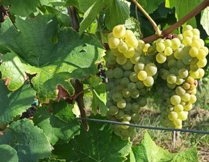 Pinot blanc