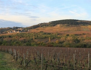 Côte de Beaune - Vignobles de Maranges