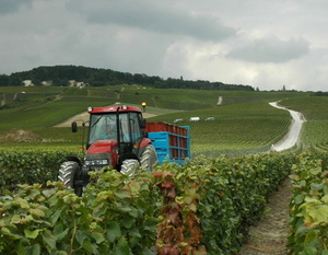 Champagne - les vendanges dans la vallée de la Marne