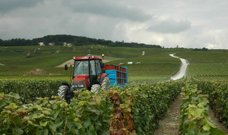 Champagne - les vendanges dans la vallée de la Marne