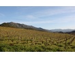 Corse -Patrimonio -Vignoble Antoine Arega 