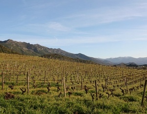 Corse -Patrimonio -Vignoble Antoine Arega 