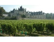 Loire - Anjou-Saumur - Vignoble du Château de Brézé.