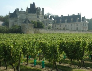 Loire - Anjou-Saumur - Vignoble du Château de Brézé.