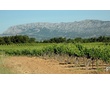 Provence - Vignobles des Côtes de Provence à Pourrières - Montagne Sainte-Victoire en fond.