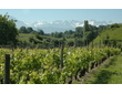  Saint-André - Vignes dans la zone appelée les abymes de Myans près du Lac Saint-André.