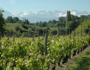  Saint-André - Vignes dans la zone appelée les abymes de Myans près du Lac Saint-André.