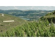 Vallée du Rhône - Vignoble de Côte-Rôtie surplombant le Rhône sur les hauteurs du village d'Ampuis.